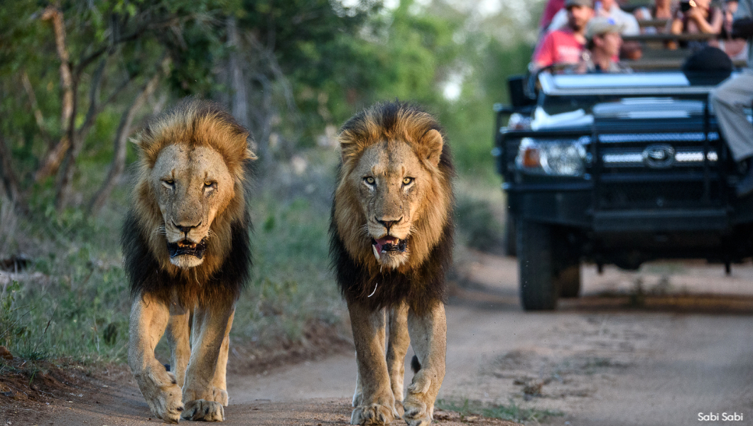 game drive lions